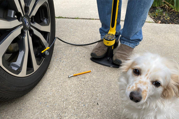 Pumping air into tires with white dog