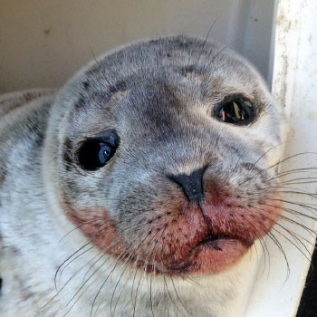 cute seal