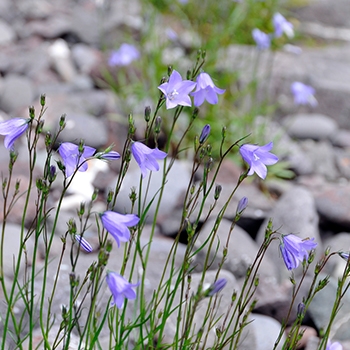 A delicate plant with a purple bell-shaped flowers on thin, straight stems.