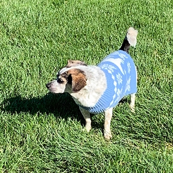 Sassy standing on grass wearing a light-blue sweater. Her head is turned to the side. She is a small Chihuahua-beagle mix that has spotted white fur and brown ears.