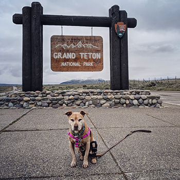 Ginger is seated on the sidewalk in front of a wooden sign that says Grand Teton National Park. She is wearing a pink harness.