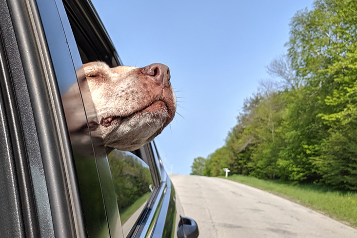 A close up of Ginger's nose catching a breeze over the rolled down window of Dubuc's Subaru Outback. The vehicle is traveling on a country road with deciduous trees lining the roadside.