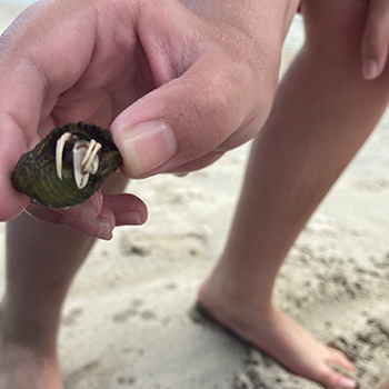 Child's hand holding a hermit crab