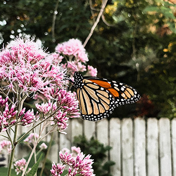 A monarch butterfly rests on a joe-pye weed. Beyond the butterfly is a white fence and trees.