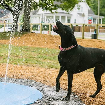 A dog enjoying a splash pad