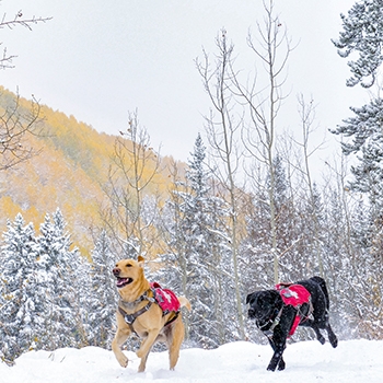 Two rescue dogs running in the snow