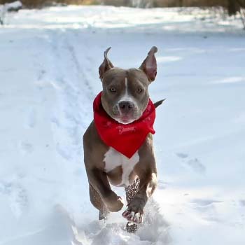 Micky running in snow