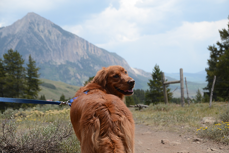 A golden retriever on a dirt trail with mountains in the background.