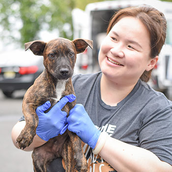 4-week-old mountain cur puppy with Muddy Paws Rescue