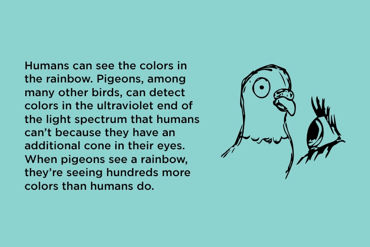 Humans can see the colors in the rainbow. Pigeons, among many other birds, can detect colors in the ultraviolet end of the light spectrum that humans can’t because they have an additional cone in their eyes. When pigeons see a rainbow, they’re seeing hundreds more colors than humans do.