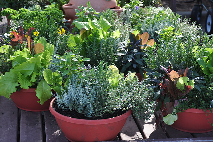 Several large terra cotta pots with various herbs and vegetables on a patio on a sunny day.