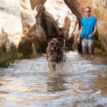 A dog is running through shallow water between two rock formations, and a male volunteer is watching the dog enjoy the run.