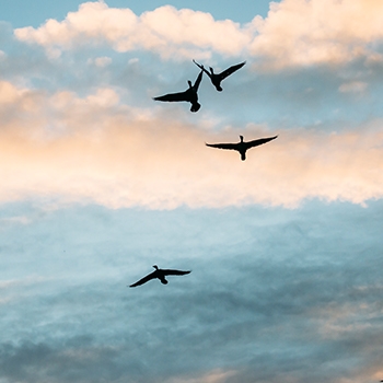 Four birds in silhouette fly overhead, wings spread against a crystal blue sky.