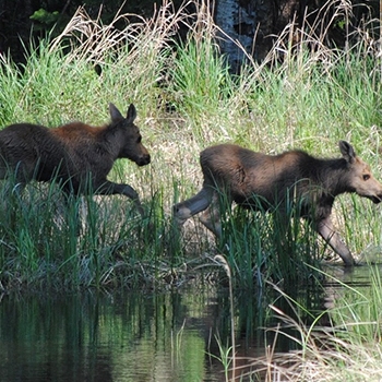 Fuzzy twin calves walking from land into a creek.