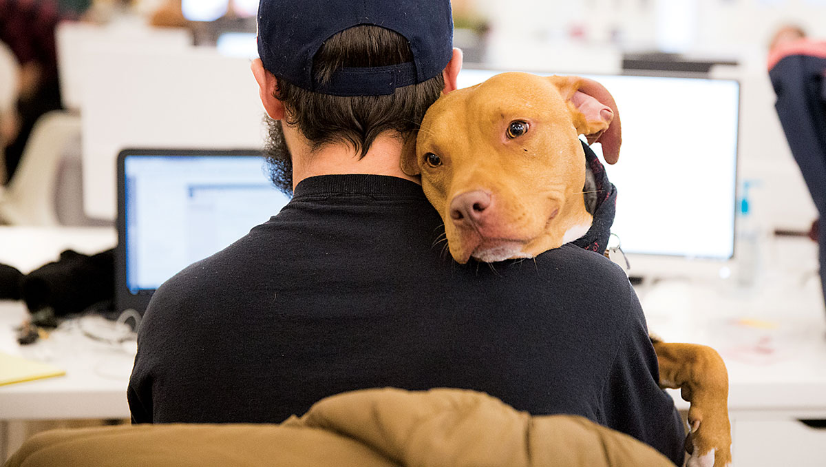 A Bark Box employee with his dog's head on his shoulder while he types at a laptop computer 