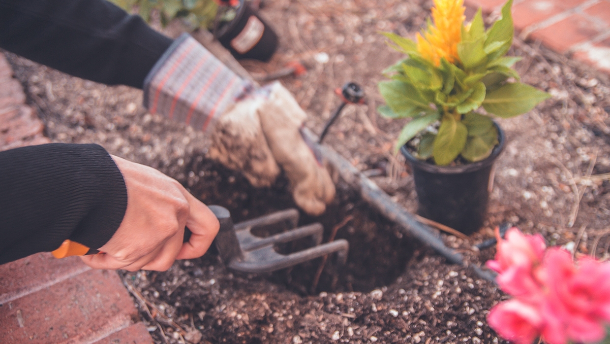 gardening putting plants in ground