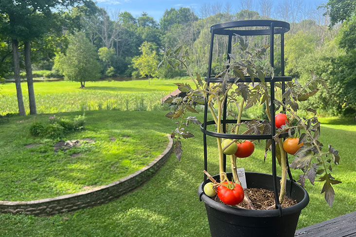 A potted tomato plant is sitting on the porch in the foreground with a large tree-filled backyard in the distance.