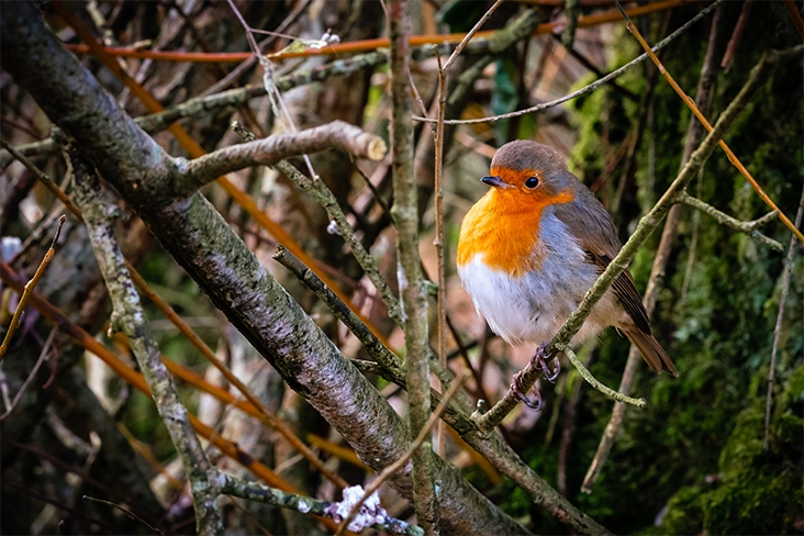 bird in tree branches.