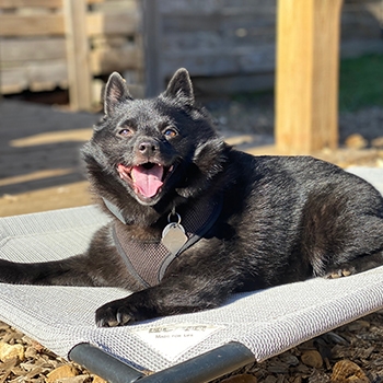 Fiver relaxing on a dog bed in the sun