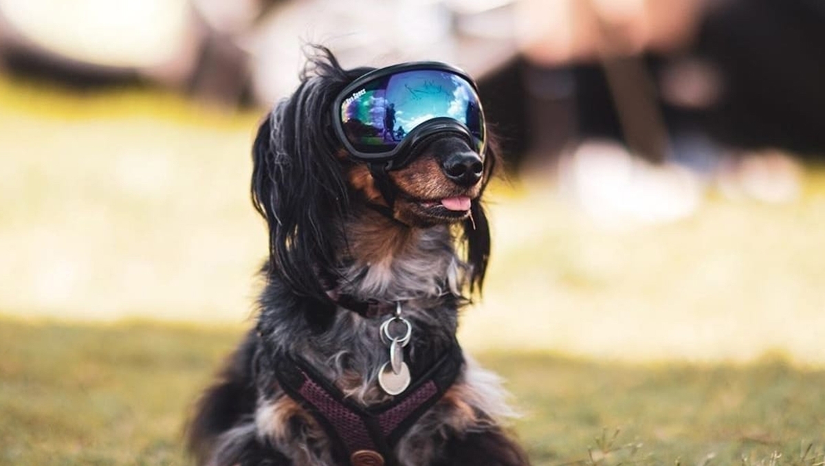 dog goggles pet sunglasses