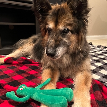 Gizmo, a 14-year-old German shepherd chow mix, is resting on the floor with a Gumby toy. Gizmo’s fur is long and fluffy in colors of brown, black and white. 