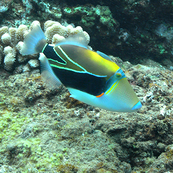 Closeup of the reef triggerfish, Hawaii’s state fish. It is brightly colored in light-blue, yellow and black colors.