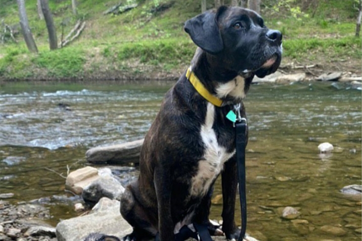 Bruno, Mark’s 6-year-old mixed-breed dog