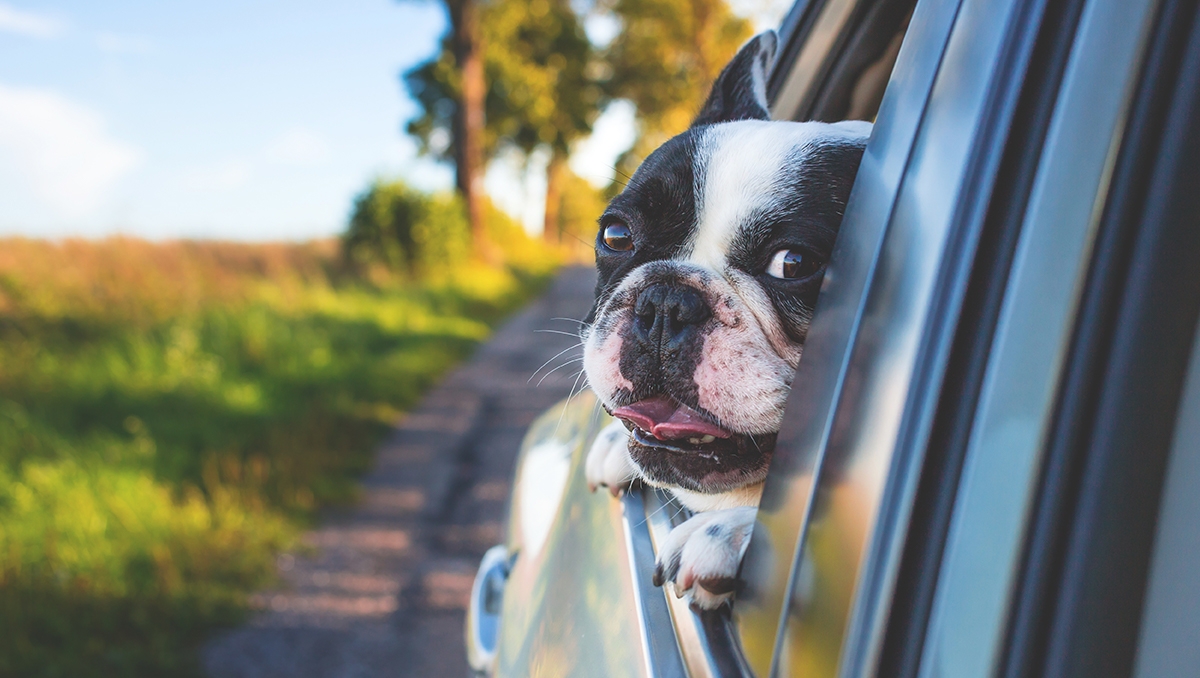 A Boston Terrier with his head out the window of a vehicle