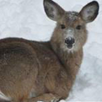 Doe in snow