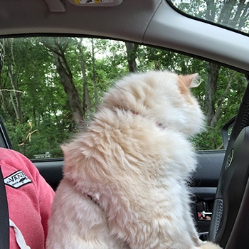 Cosmo, a long-haired white cat, looking out the window while sitting on his owner’s lap in the driver’s seat.