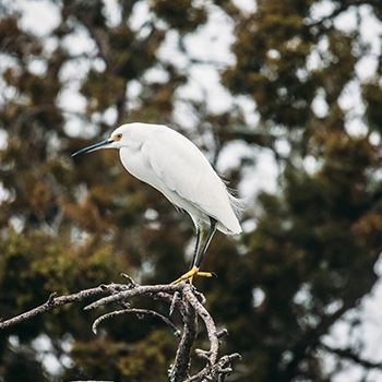 A close-up shot of a medium-sized white bird with a thin blue pointed beak grasping a gnarled tree branch.