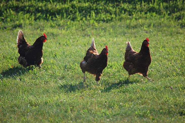 Three brown hens running through grass.