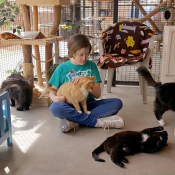 A girl is at Cat World volunteering. She has an orange cat on her lap. Two more cats are in front of her, and cat climbers can be seen behind her.
