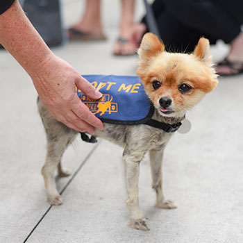 Dog with Adopt Me vest