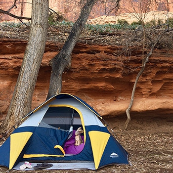 The couple’s tent is set up along a rocky wall with a tree behind it in a BLM campground in Moab, Utah. The jack rabbit can be seen inside the tent.