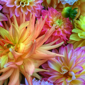 Close-up of bright dahlia flowers in pink, purple and yellow colors.