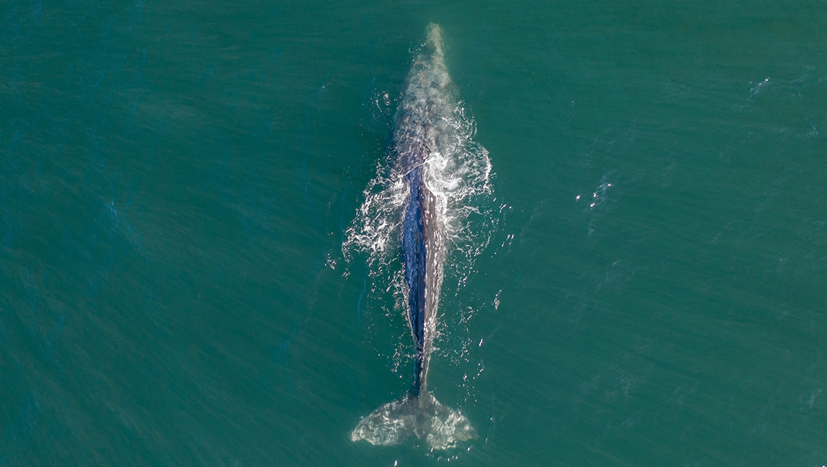 whale in ocean