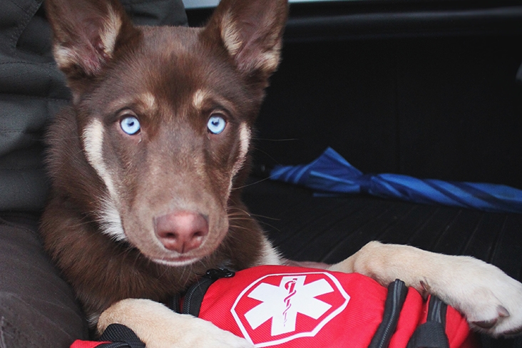 Dog lying over a first aid kit