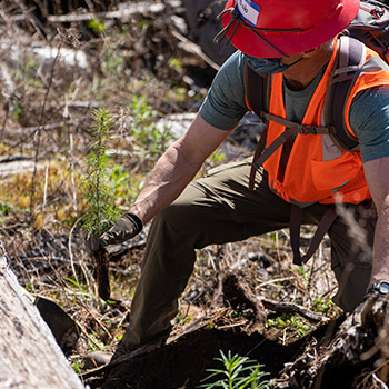 A man kneels to plant a baby pine tree