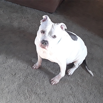 Raza, a female pit bull mix, is sitting on carpeting and looking up at the camera. She has white fur primarily, but there is a brown spot on her back and patches of brown on her tail.