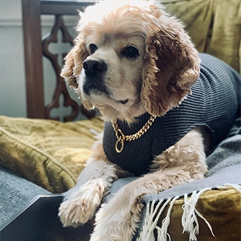 Diego, a cocker spaniel, is relaxing on the couch and is wearing a sleeveless sweater with some bling.