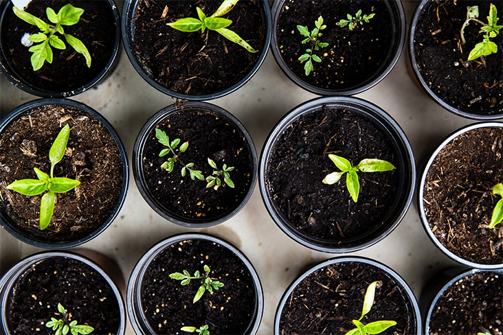 overhead shot of potted plants.