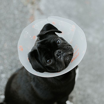 A black pug wearing a protective cone around its neck. 