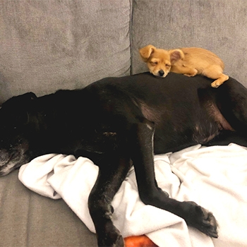 Tyra is resting on top of Rey, the family black Lab, who is also asleep. They are on a couch and look very comfortable.