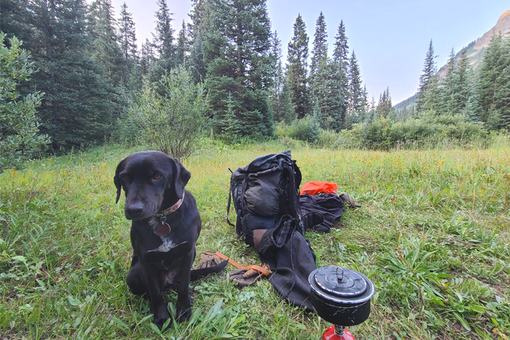 Sadie in a wilderness setting with evergreen trees and mountains in the background. 