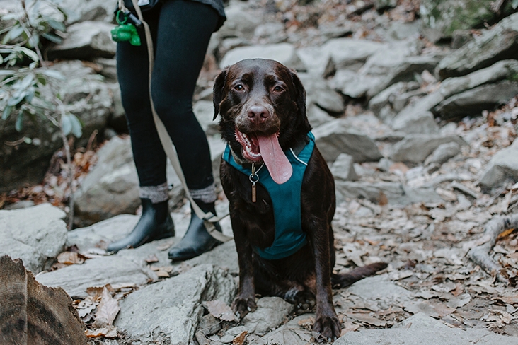 brown lab dog with tongue out