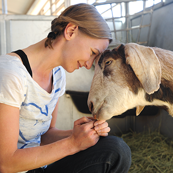 A young woman is looking into the eyes of a goat. They are touching foreheads, and the goat is relaxed and responding to the attention.