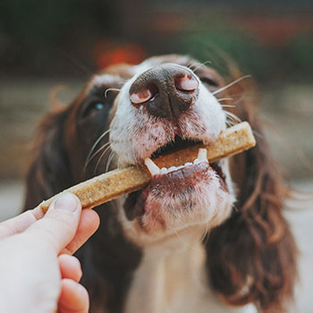 A close-up of a cocker spaniel taking a treat from its owner’s hand.