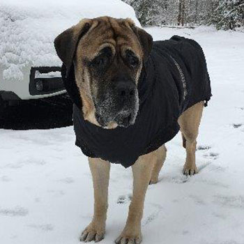 Gustav wearing heavy coat with snow-covered Subaru Forester
