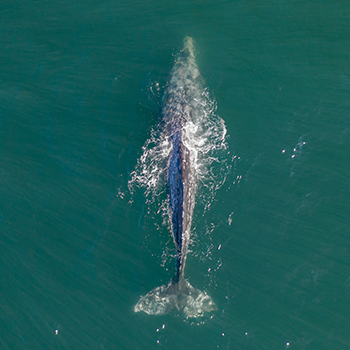 An ariel view of a large gray whale swimming in the ocean.